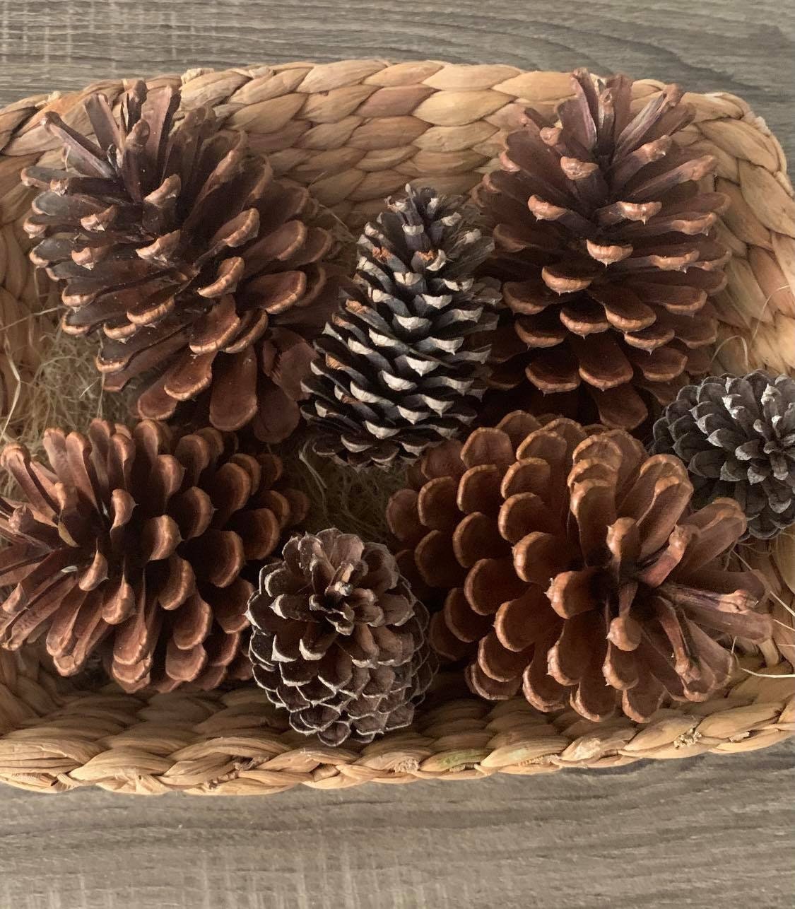 Are Scented Pine Cones Bad For Dogs To Smell