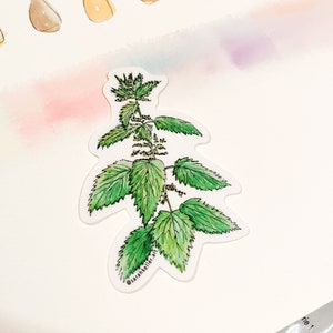Stinging Nettle Sticker/ PNW Art / Pacific Northwest Sticker / Botanical Illustrations