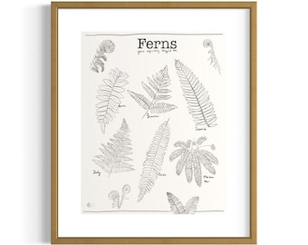 Ferns: You&#39;ve Probably Stepped On/PNW Botanical Art/Botanical Illustrations/Ferns