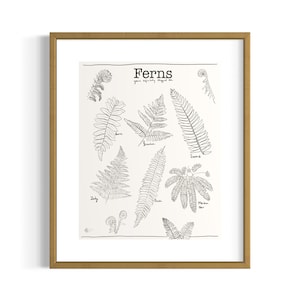 Ferns: You&#39;ve Probably Stepped On/PNW Botanical Art/Botanical Illustrations/Ferns