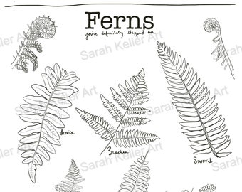 Ferns Colouring Sheet/ PNW Art/Woodland Art/ Coloring Sheets