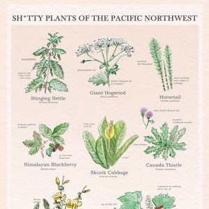 Sh*tty Plants of the Pacific Northwest Poster/ Botanical Illustrations / Modern Botanical / Vintage Wall Art