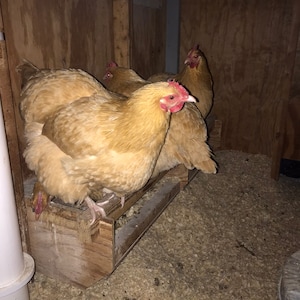 6 Chicken Roosting Bar With Cleanout Tray Plans