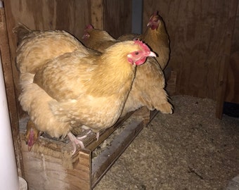 6 Chicken Roosting Bar With Cleanout Tray Plans