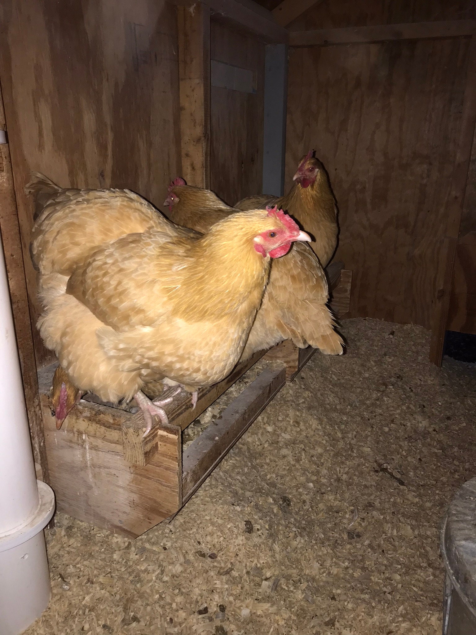 6 Chicken Roosting Bar With Cleanout Tray Plans Etsy