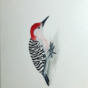 &quot;Fine Art Print, Giclee auf Archivpapier, 20x25 cm, &quot;&quot;Rotbauchspecht&quot;&quot; von Samantha Modert.&quot;