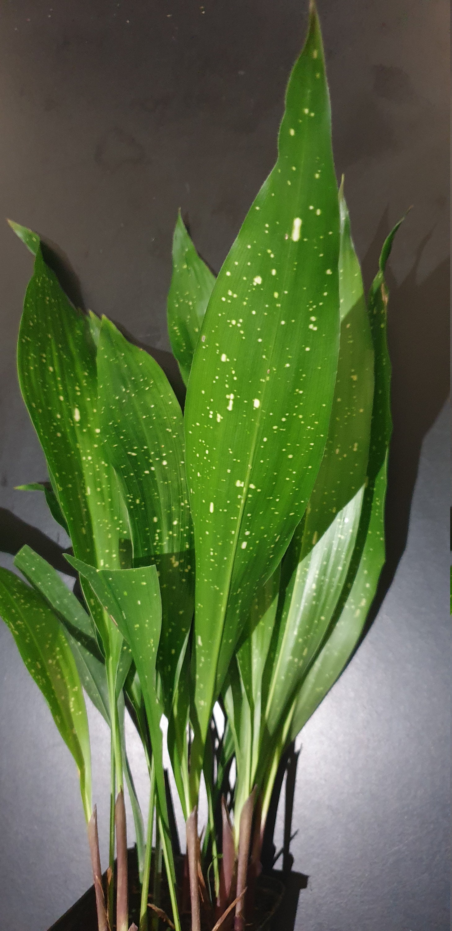 Aspidistra Milky Way'