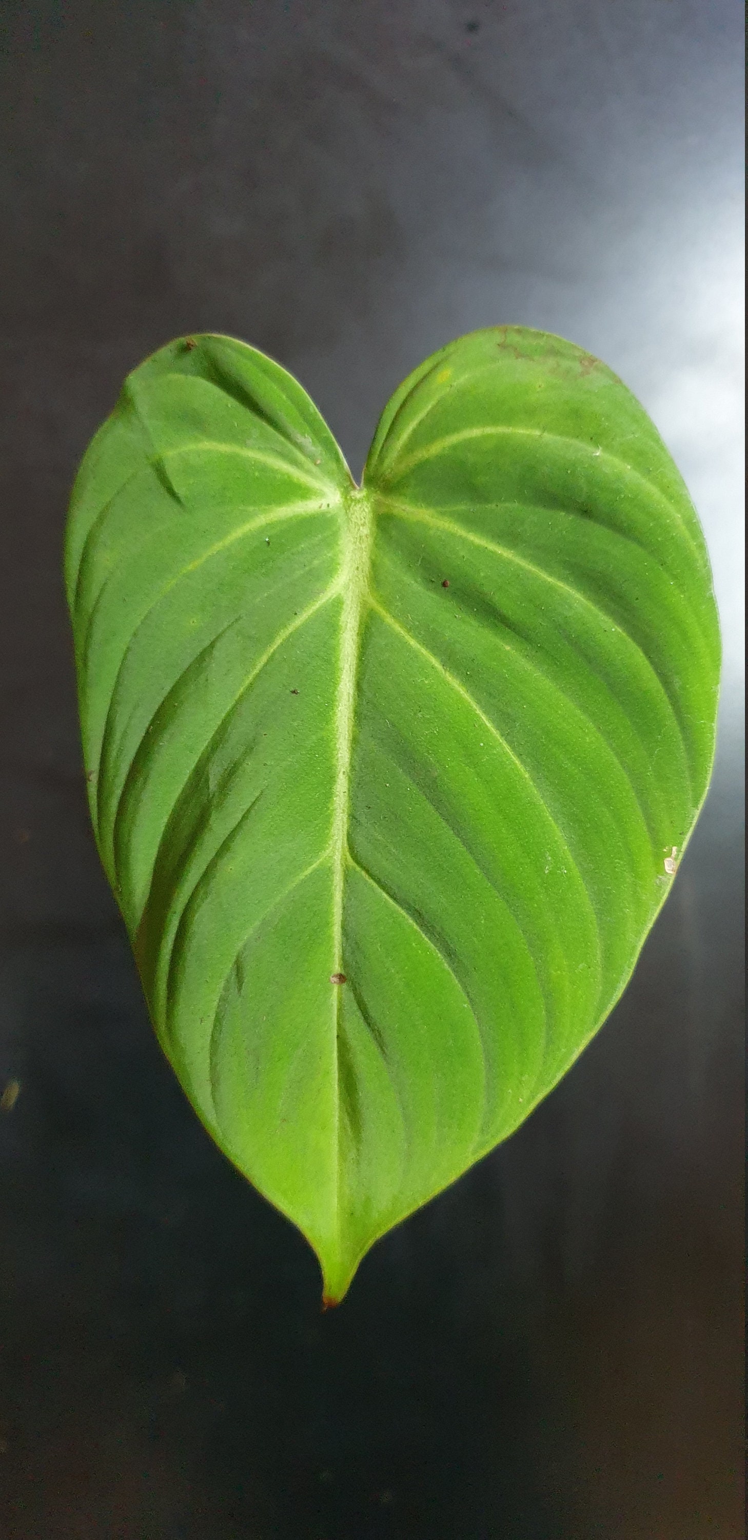 Philodendron Gloriosum