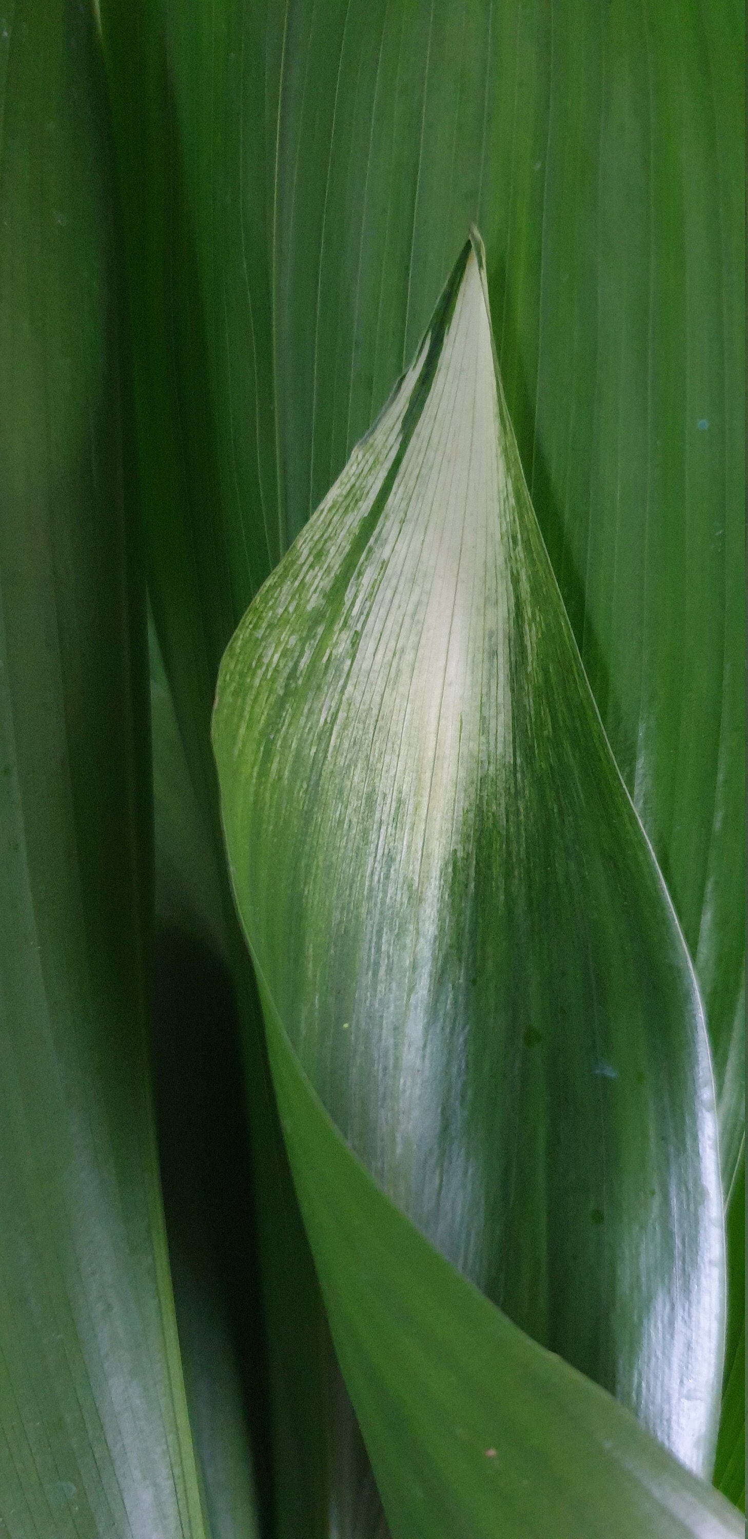 Aspidistra Elatior Asahi'