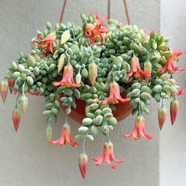 RARE Rooted Miniature Cotyledon pendens - Cliff Cotyledon Crassulaceae Succulent Hanging Plant