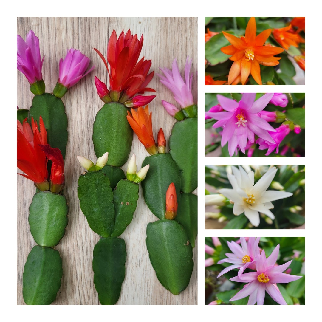 Rhipsalidopsis Gaertneri 5 COLORS Easter Spring Cactus CUTTINGS Mixed ...