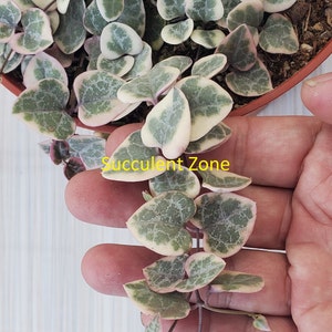 2/4/6  RARE Variegated Ceropegia Woodii/Rosary Vine/ String of Heart Node Cuttings