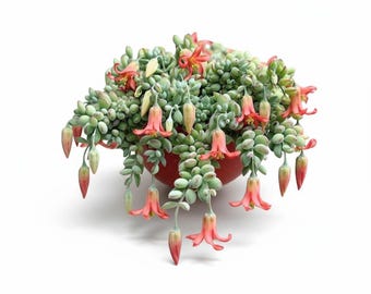 4/6/10 Fresh Live Rare Cotyledon Pendens Succulent Cuttings
