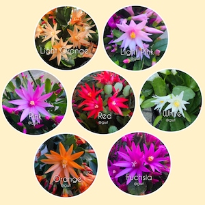 Easter/Spring Cactus Plant Pink Orange Red Rhipsalidopsis gaertneri - color of your choice