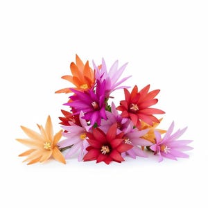Easter Cactus | Spring Cactus CUTTINGS Mixed colors Rhipsalidopsis gaertneri