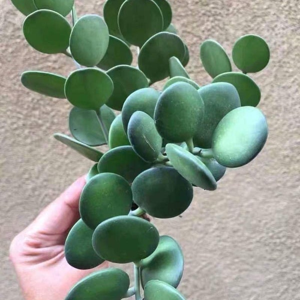 String of Nickels Etsy