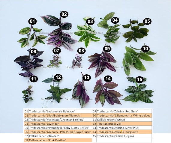 Wandering Jew Variety House Plant Cuttings Trandescantia Propagation - Etsy