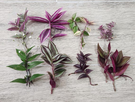 Wandering Jew Variety House Plant Cuttings Trandescantia Propagation - Etsy