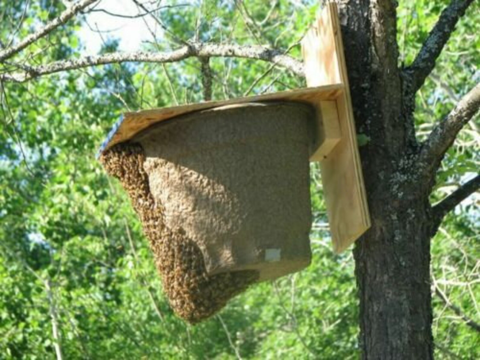 Recipe honey Bee Swarm Lure for Trapping Honey Bees Etsy