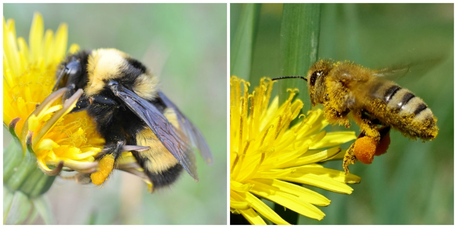Bienen mit Pollen auf Beinen 12 ECHTE Honigbienen Getrocknete | Etsy