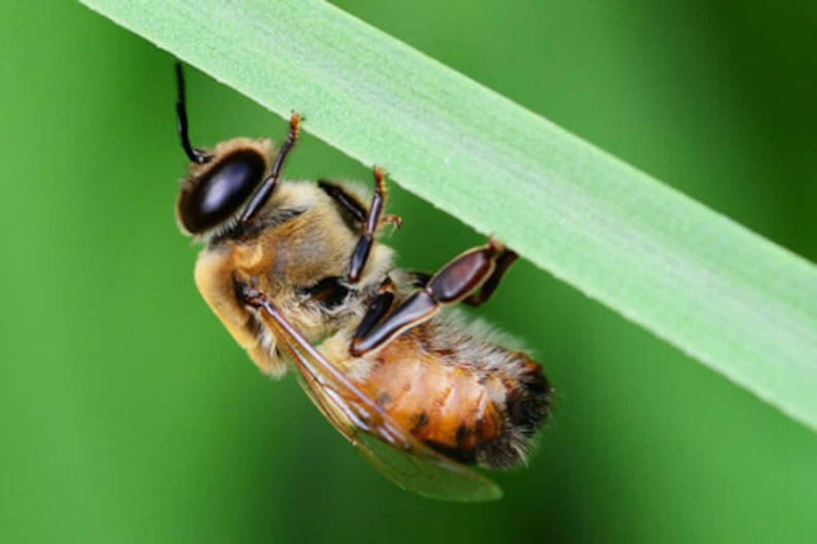 10 Real Drone Honey Bees DRIED Especímenes de insectos Etsy