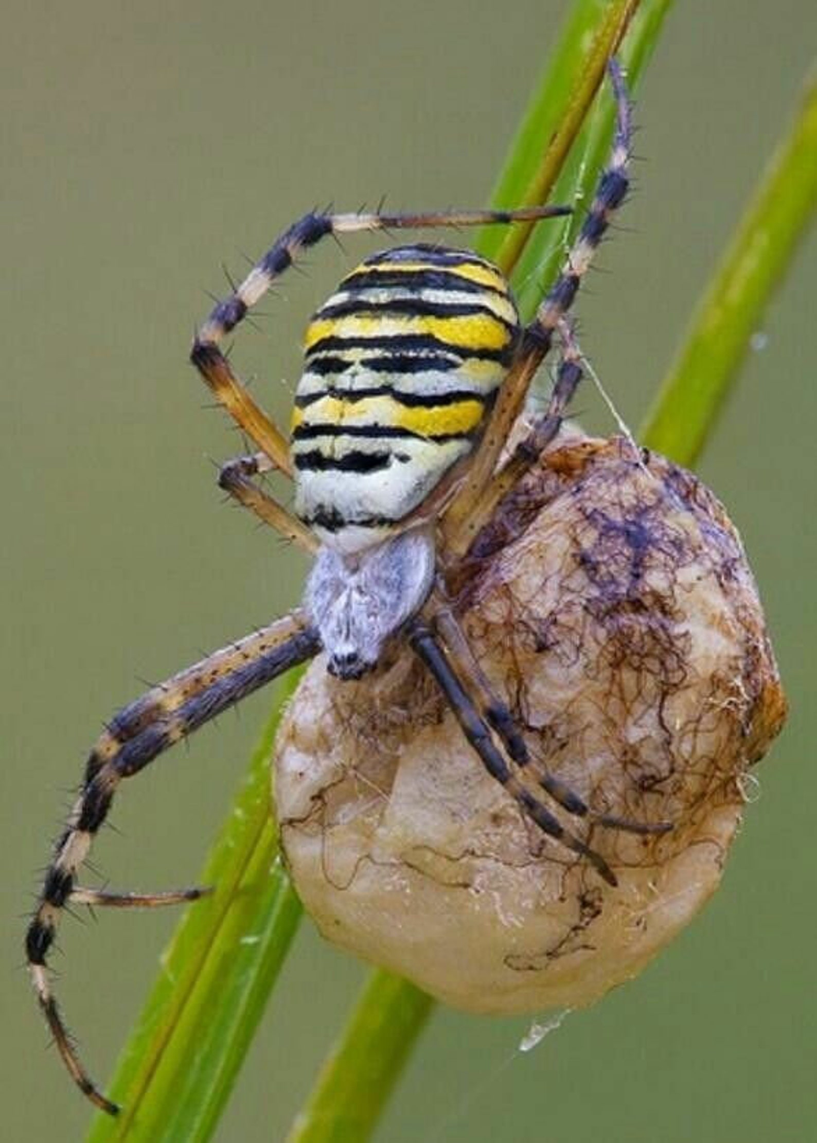 Black and Yellow Garden Spider Egg Sac All Eggs Will Be Etsy