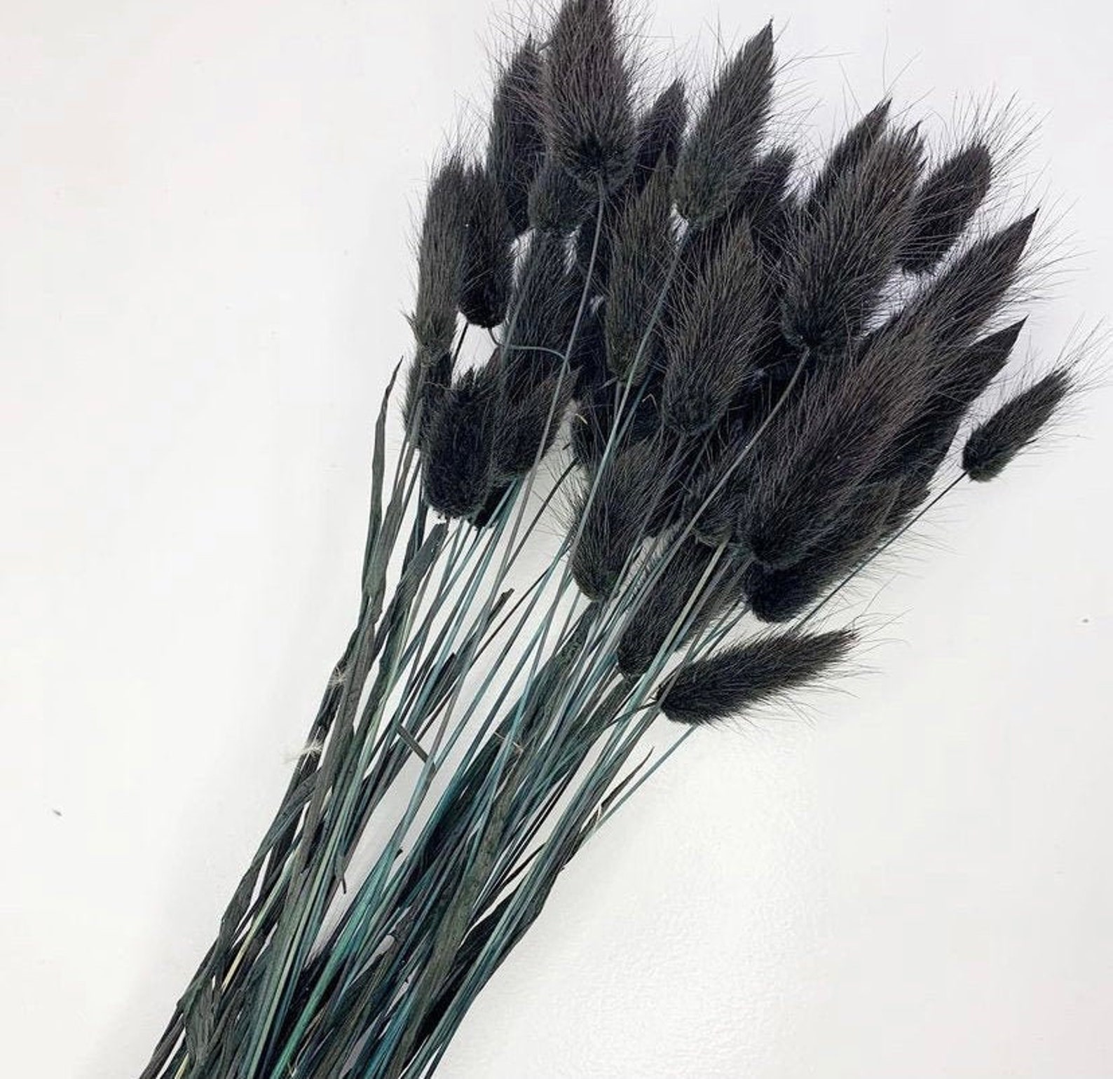 Black Bunny Tails/ Lagurus 50 Stems 40cms Home Decor Etsy