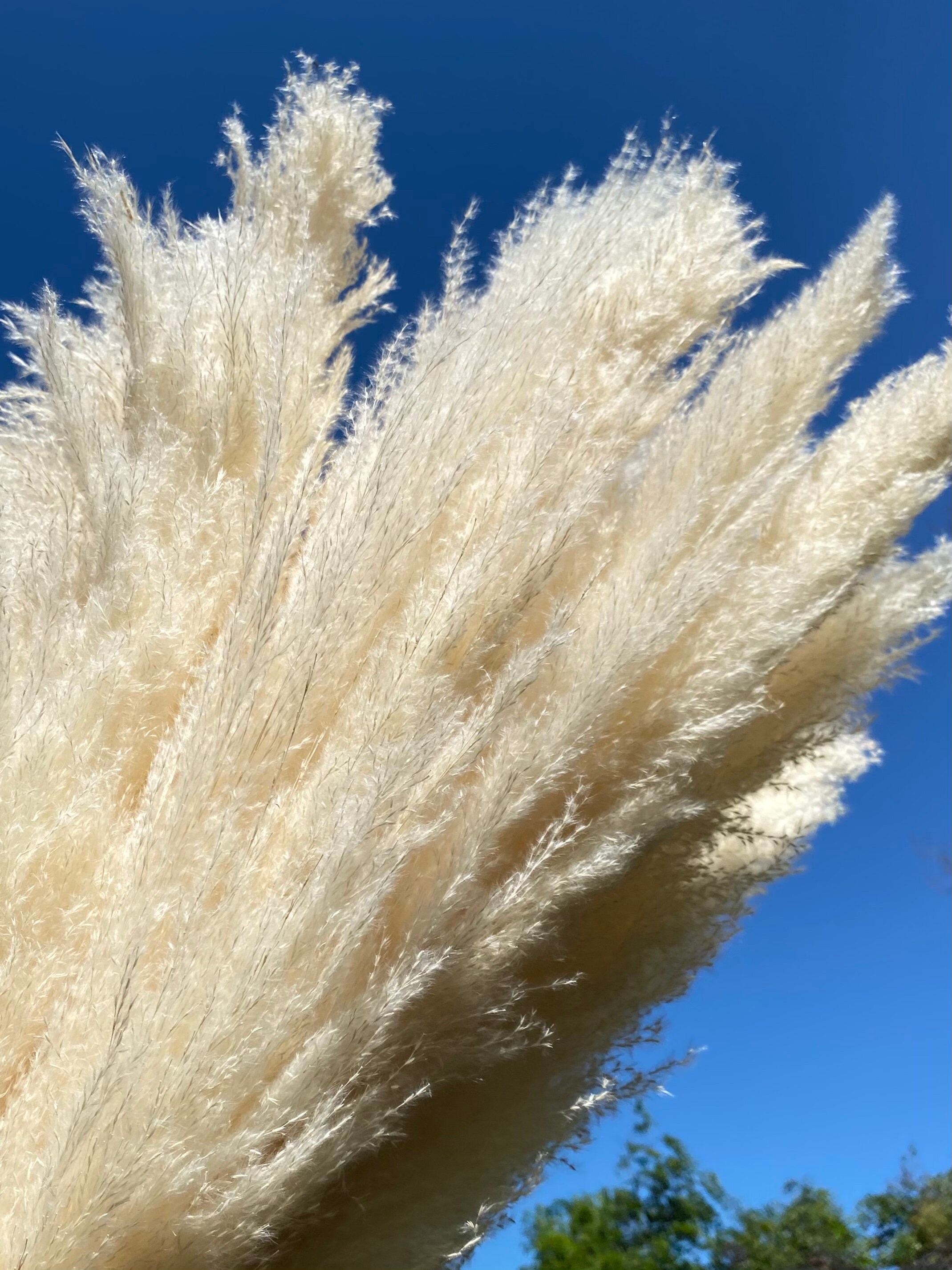 Large Cream/White Fluffy Pampas Grass 110cms Pampas Grass Etsy