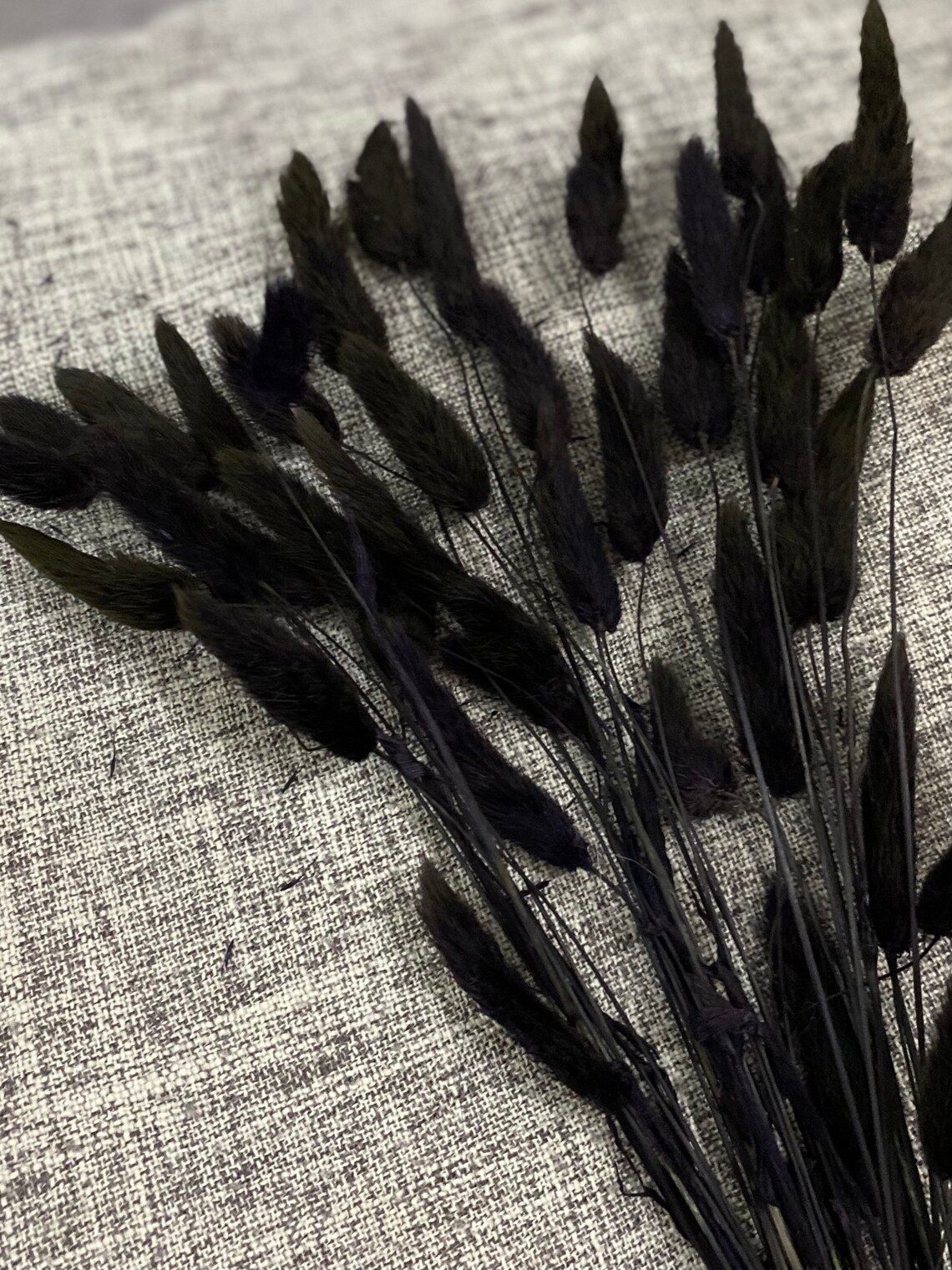 Black Bunny Tails/ Lagurus 50 Stems 40cms Home Decor Etsy