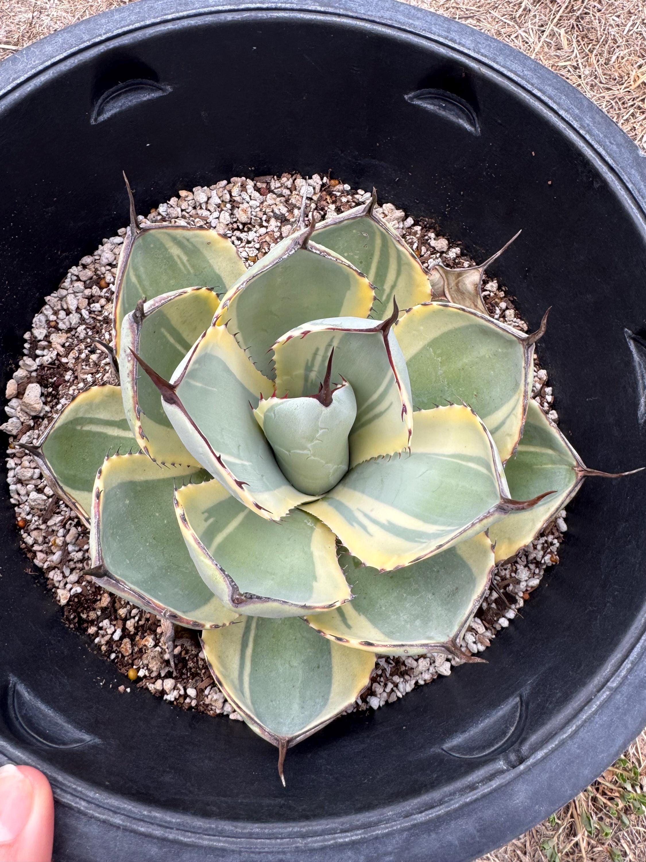 Agave Parryi Truncata Orizaba - Etsy