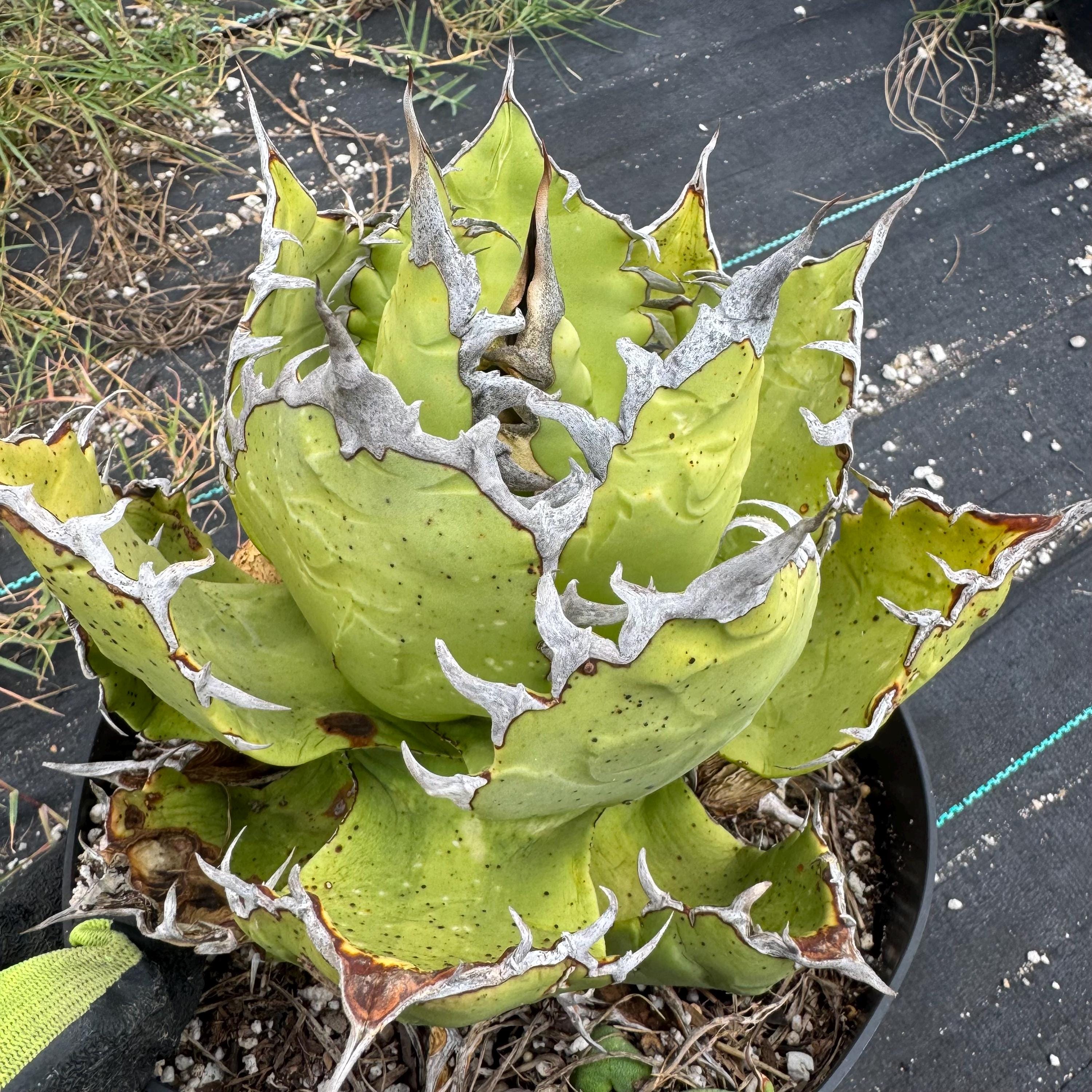 Agave Oteroi - Etsy
