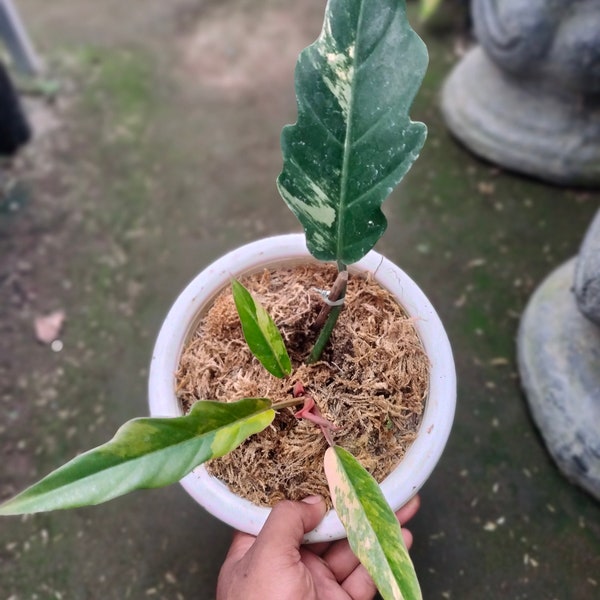 Philodendron Caramelo Mármol Abigarrado fitosanitarios gratis + DHL Express