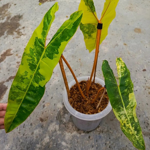 Philodendron Billietiae Hoja grande Abigarrado Fitosanitario gratis + DHL Express