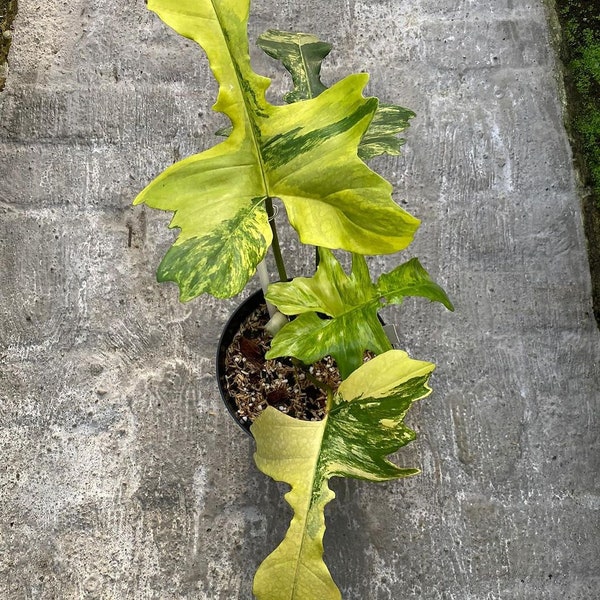 Philodendron florida beauty x Mayoi Variegato fitosanitario gratuito + DHL Express