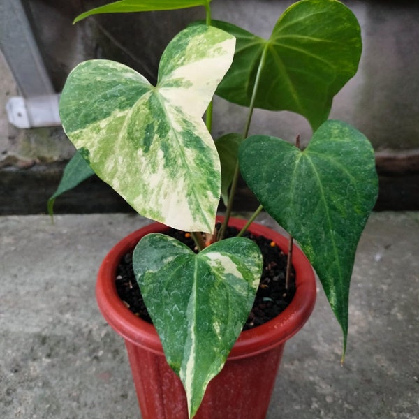 Actual plant Anthurium Delta force Hybrid Variegated free phytosanitary + DHL Express