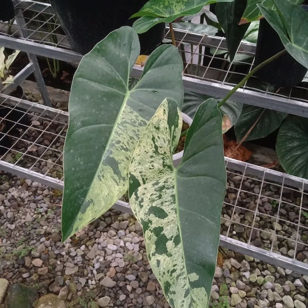 Philodendron ilsemanii Variegated free phytosanitary + DHL Express