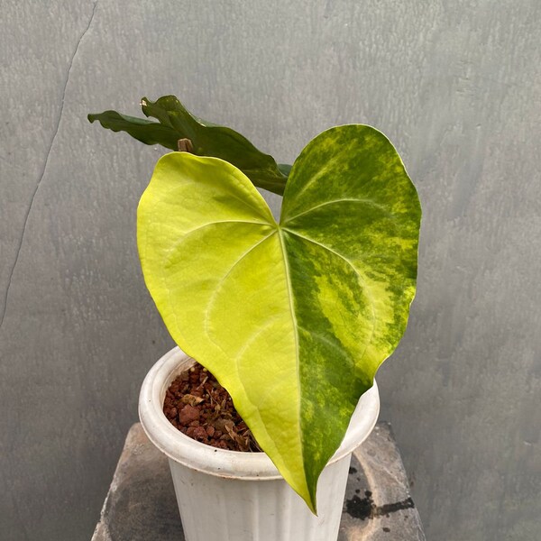 Actual plant Anthurium Clarinervium Hybrid Variegated free phytosanitary + DHL Express