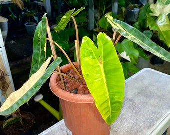 Philodendron Billietiae Bontbladig gratis fytosanitair + DHL Express