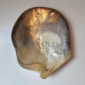 May include: Iridescent shell with a pearlescent sheen and a smooth, polished surface. The shell has a natural, organic shape with brown, gold, and white tones. The shell has the text "TRICLINE PERTALMINE" printed on it.