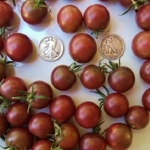 May include: A close-up image of a collection of small, dark red tomatoes. The tomatoes are arranged on a white surface and some have green stems.