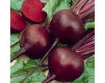 Premium Detroit Red Beets - Fresh Organic, Heirloom Seeds - Most popular beet variety in the world! Tops can be cooked like Swiss Chard.