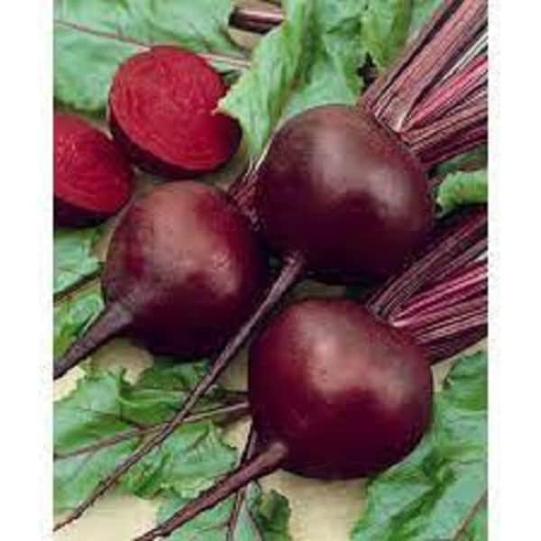 Premium Detroit Red Beets - Fresh Organic, Heirloom Seeds - Most popular beet variety in the world! Tops can be cooked like Swiss Chard.