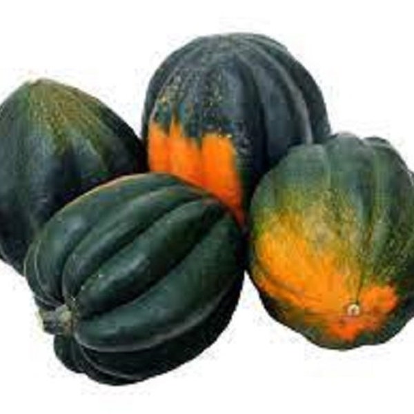 Premium Table King Bush Acorn Winter Squash - Fresh Organic Heirloom Seeds - Very Prolific - Great for Container Gardening or limited space.