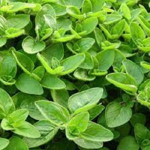 Premium Sweet Marjoram - Fresh Organic Heirloom Seed - Perennial herb with many uses!