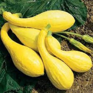 May include: A group of five yellow squash with long necks. The squash are arranged in a cluster on a bed of brown soil.