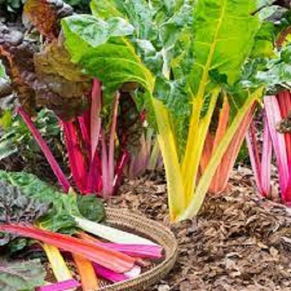 Premium Rainbow Swiss Chard - Fresh Organic, Heirloom Seeds - Red, yellow, orange, white, and vivid pink stems that merge into dark green!