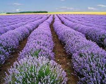 Premium Vera Lavender - Fresh Organic Heirloom Seed -Fragrant purple flower spikes - Medicinal benefits as well!