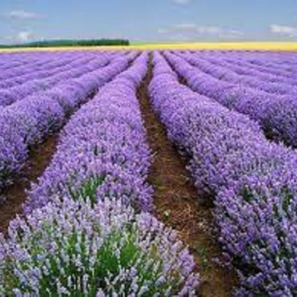 Premium Vera Lavender - Fresh Organic Heirloom Seed -Fragrant purple flower spikes - Medicinal benefits as well!