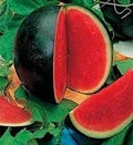 Premium Sugar Baby Watermelon - Fresh Organic, Heirloom Seeds. The most popular small watermelon in the world! Very Early!  Very Sweet!