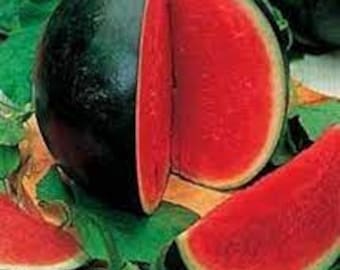 Premium Sugar Baby Watermelon - Fresh Organic, Heirloom Seeds. The most popular small watermelon in the world! Very Early!  Very Sweet!